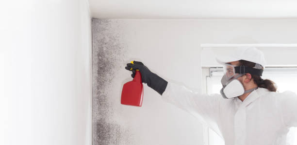 Best Local Mold Removal Service  in Seguin, TX